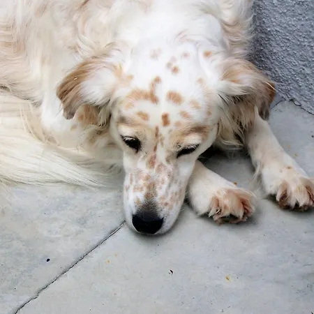 Casa Carrer Couette-café San Giovanni di Livenza