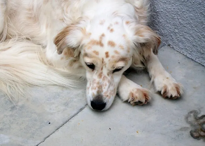 Casa Carrer Bed & Breakfast San Giovanni di Livenza